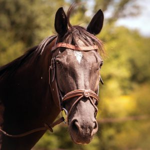 Frontal en cuir pailleté ou métallisé La Cavalière à Paillettes décliné en quatre tailles : Shetland, Poney, Cob et Cheval - la cartablière, fabriqué en france, fabriqué en Occitanie, tarn