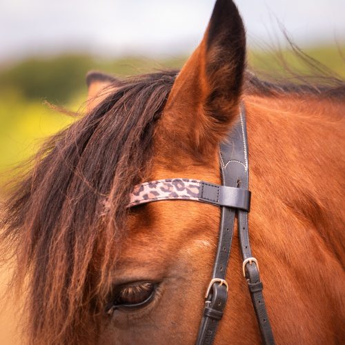 Frontal en cuir pailleté ou métallisé La Cavalière à Paillettes décliné en quatre tailles : Shetland, Poney, Cob et Cheval - la cartablière, fabriqué en france, fabriqué en Occitanie, tarn