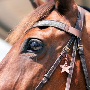 Frontal en cuir pailleté ou métallisé La Cavalière à Paillettes décliné en quatre tailles : Shetland, Poney, Cob et Cheval - la cartablière, fabriqué en france, fabriqué en Occitanie, tarn