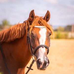 Frontal en cuir pailleté ou métallisé La Cavalière à Paillettes décliné en quatre tailles : Shetland, Poney, Cob et Cheval - la cartablière, fabriqué en france, fabriqué en Occitanie, tarn