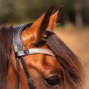 Frontal en cuir pailleté ou métallisé La Cavalière à Paillettes décliné en quatre tailles : Shetland, Poney, Cob et Cheval - la cartablière, fabriqué en france, fabriqué en Occitanie, tarn