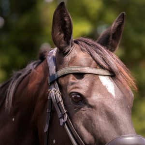 Frontal en cuir pailleté ou métallisé La Cavalière à Paillettes décliné en quatre tailles : Shetland, Poney, Cob et Cheval - la cartablière, fabriqué en france, fabriqué en Occitanie, tarn