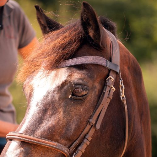 Frontal en cuir pailleté ou métallisé La Cavalière à Paillettes décliné en quatre tailles : Shetland, Poney, Cob et Cheval - la cartablière, fabriqué en france, fabriqué en Occitanie, tarn