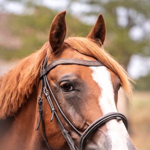 Frontal en cuir pailleté ou métallisé La Cavalière à Paillettes décliné en quatre tailles : Shetland, Poney, Cob et Cheval - la cartablière, fabriqué en france, fabriqué en Occitanie, tarn