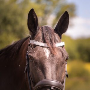 Frontal en cuir pailleté ou métallisé La Cavalière à Paillettes décliné en quatre tailles : Shetland, Poney, Cob et Cheval - la cartablière, fabriqué en france, fabriqué en Occitanie, tarn