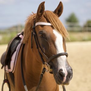 Frontal en cuir pailleté ou métallisé La Cavalière à Paillettes décliné en quatre tailles : Shetland, Poney, Cob et Cheval - la cartablière, fabriqué en france, fabriqué en Occitanie, tarn