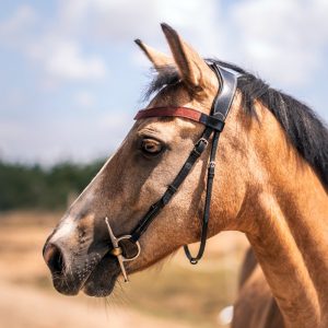 Frontal en cuir pailleté ou métallisé La Cavalière à Paillettes décliné en quatre tailles : Shetland, Poney, Cob et Cheval - la cartablière, fabriqué en france, fabriqué en Occitanie, tarn