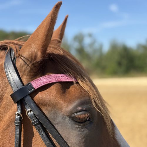 Frontal en cuir pailleté ou métallisé La Cavalière à Paillettes décliné en quatre tailles : Shetland, Poney, Cob et Cheval - la cartablière, fabriqué en france, fabriqué en Occitanie, tarn