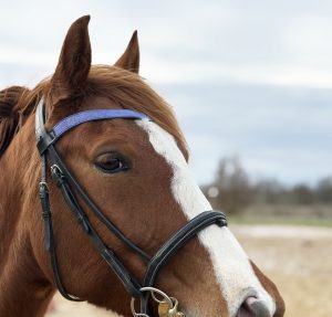 Frontal en cuir pailleté ou métallisé La Cavalière à Paillettes décliné en quatre tailles : Shetland, Poney, Cob et Cheval - la cartablière, fabriqué en france, fabriqué en Occitanie, tarn