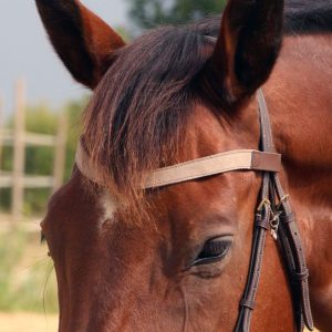Frontal en cuir pailleté ou métallisé La Cavalière à Paillettes décliné en quatre tailles : Shetland, Poney, Cob et Cheval - la cartablière, fabriqué en france, fabriqué en Occitanie, tarn