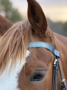 Frontal en cuir pailleté ou métallisé La Cavalière à Paillettes décliné en quatre tailles : Shetland, Poney, Cob et Cheval - la cartablière, fabriqué en france, fabriqué en Occitanie, tarn